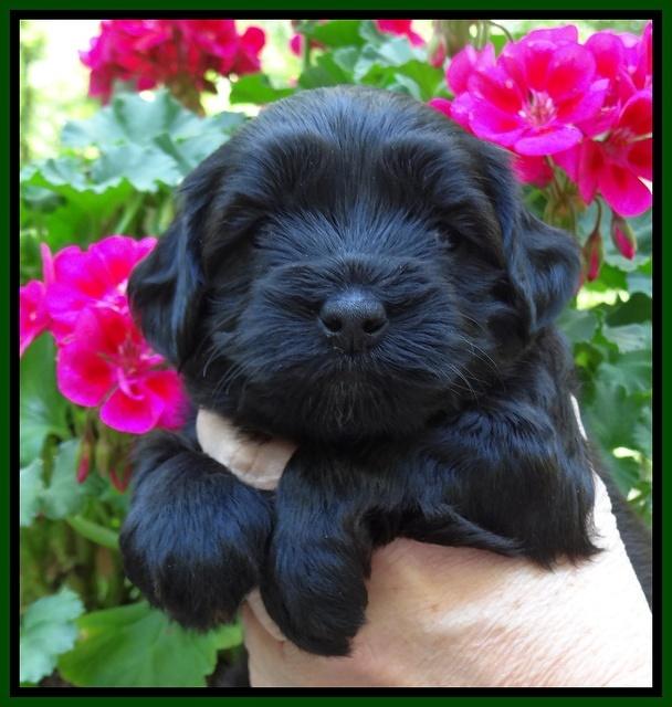 Cherie Blaze pups 4 wks old 221