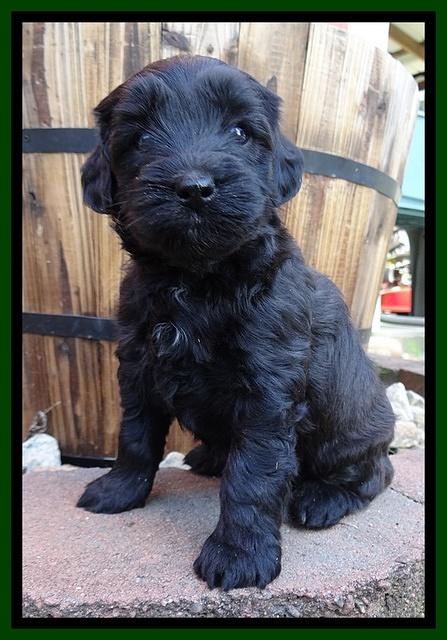 Cherie Blaze pups 5 wks old 361