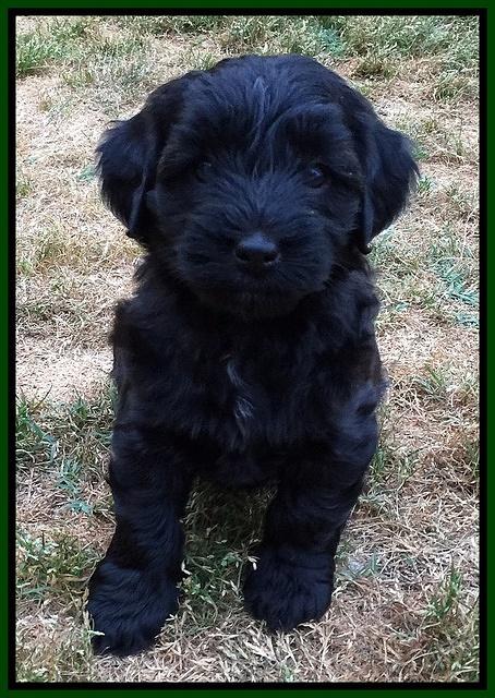 Cherie Blaze pups 6 weeks old 221