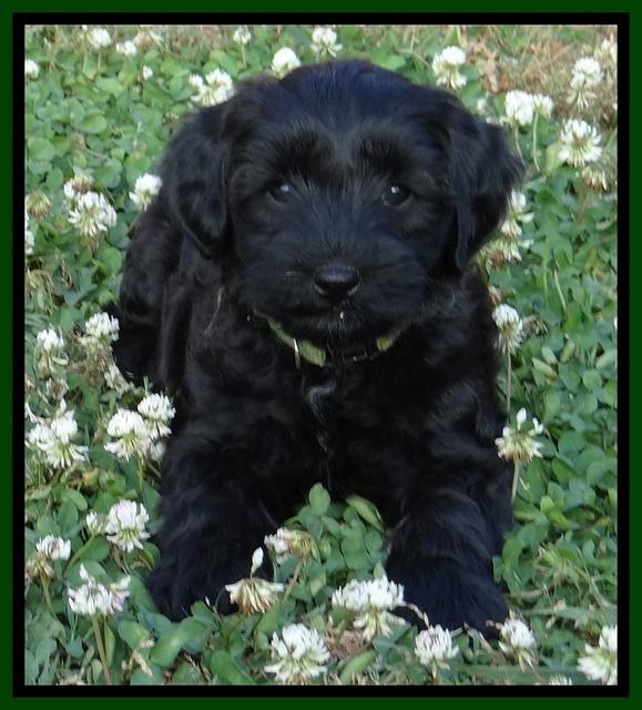 Cherie Blaze pups 7 weeks old 321