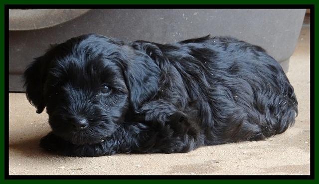 Cherie Blaze pups 7 weeks old 331