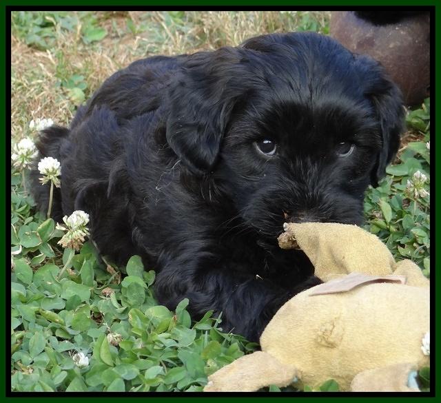 Cherie Blaze pups 7 weeks old 351