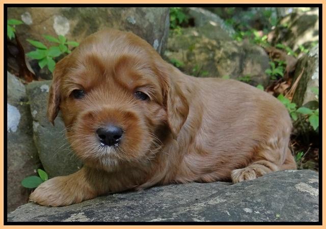 Cherie Blaze pups 3 wks old 241