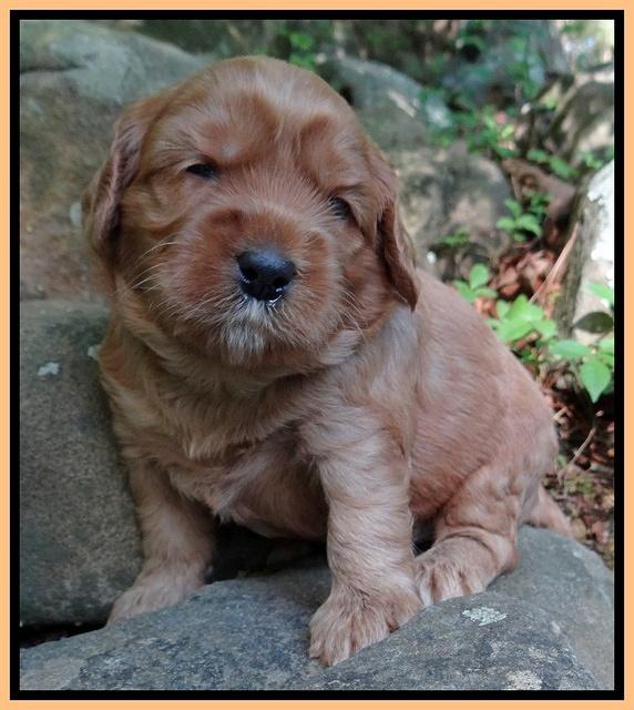 Cherie Blaze pups 3 wks old 251