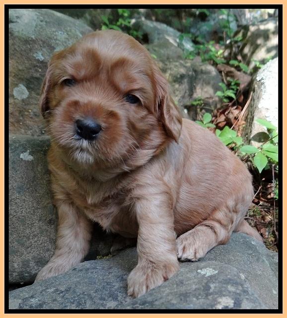 Cherie Blaze pups 3 wks old 261