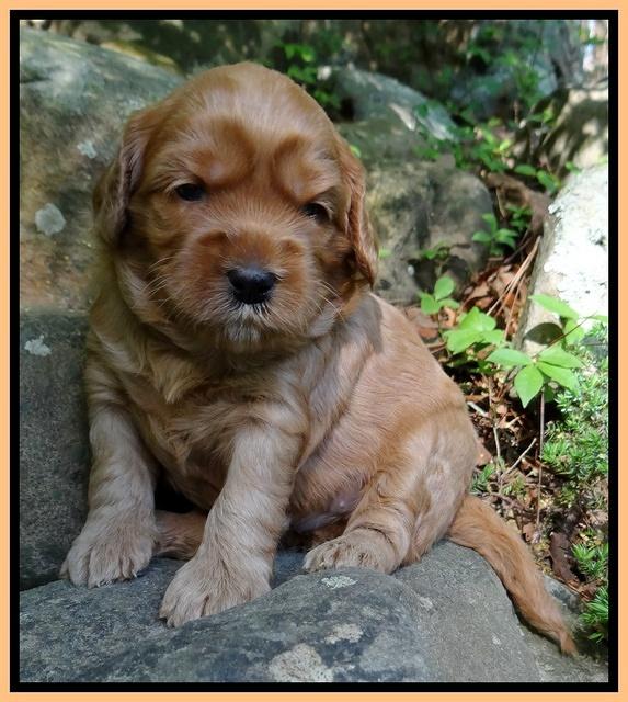 Cherie Blaze pups 3 wks old 271