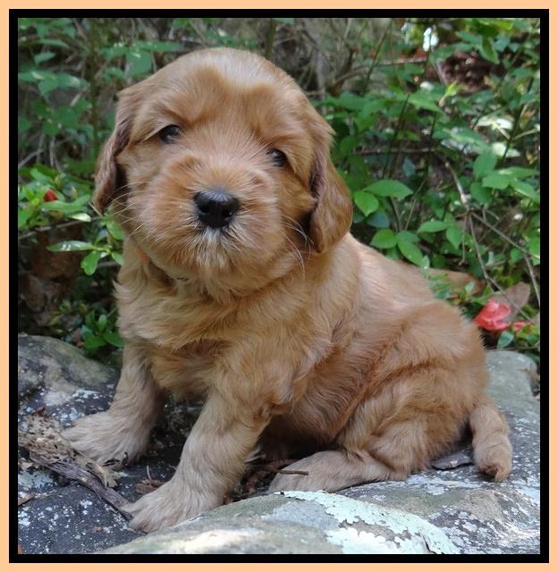 Cherie Blaze pups 4 wks old 281