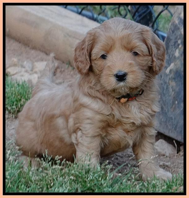 Cherie Blaze pups 5 wks old 231