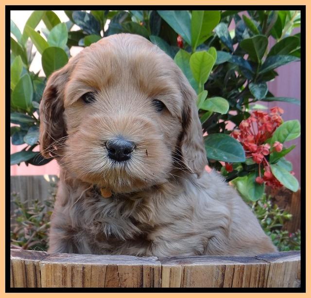 Cherie Blaze pups 5 wks old 431