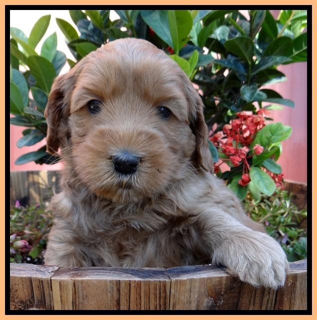 Cherie Blaze pups 5 wks old 441