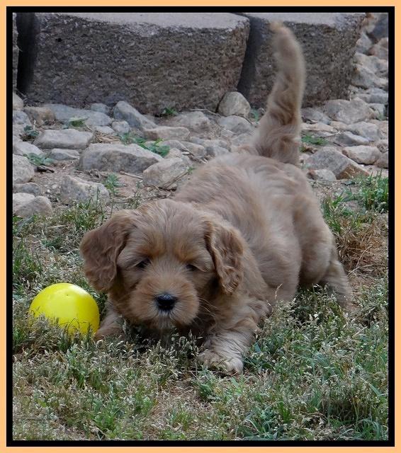 Cherie Blaze pups 6 weeks old 301