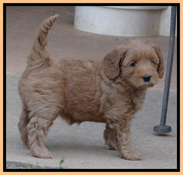 Cherie Blaze pups 6 weeks old 311