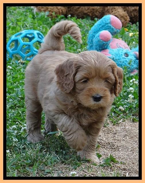 Cherie Blaze pups 6 weeks old 321