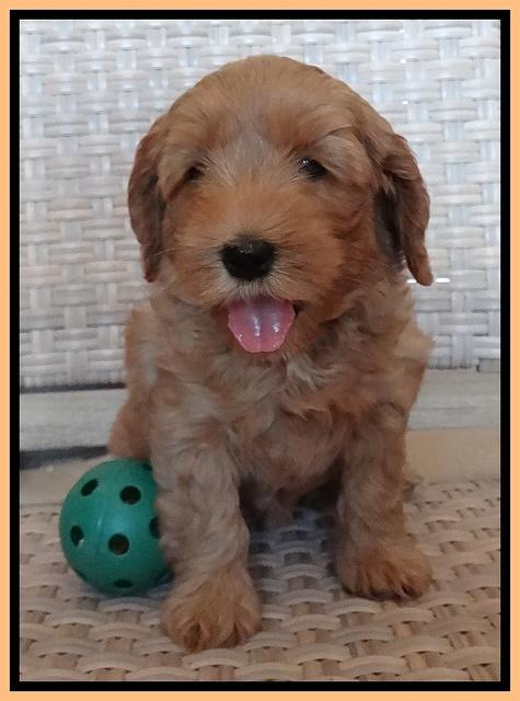 Cherie Blaze pups 7 weeks old 451