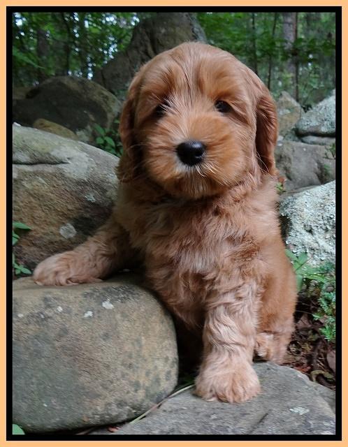 Cherie Blaze pups 8 wks old 21