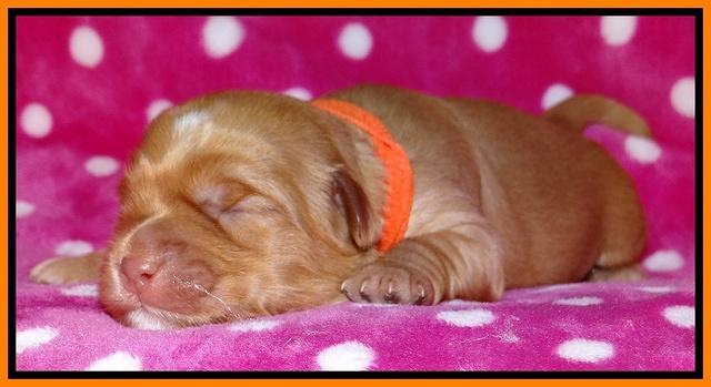 Cherie Blaze pups 1 wk old 221