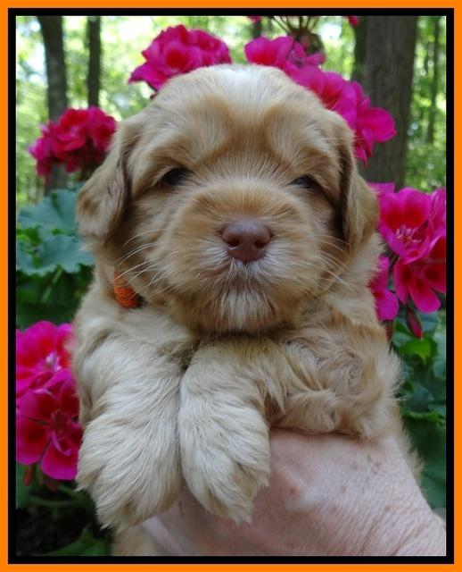 Cherie Blaze pups 4 wks old 321