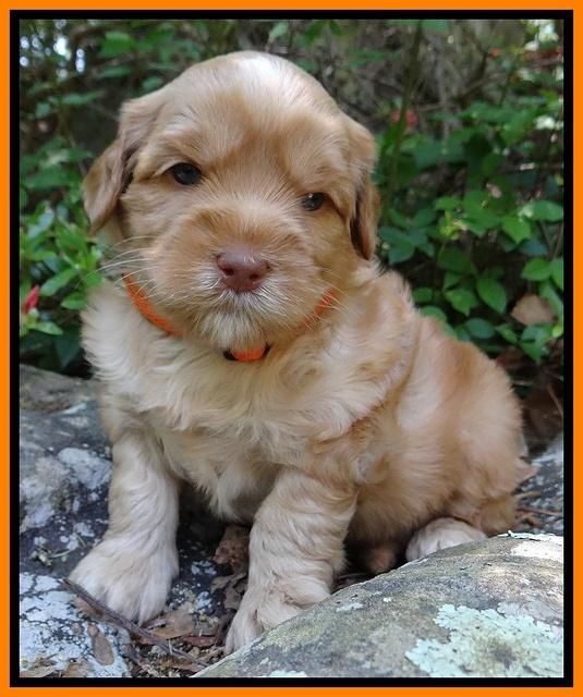 Cherie Blaze pups 4 wks old 341