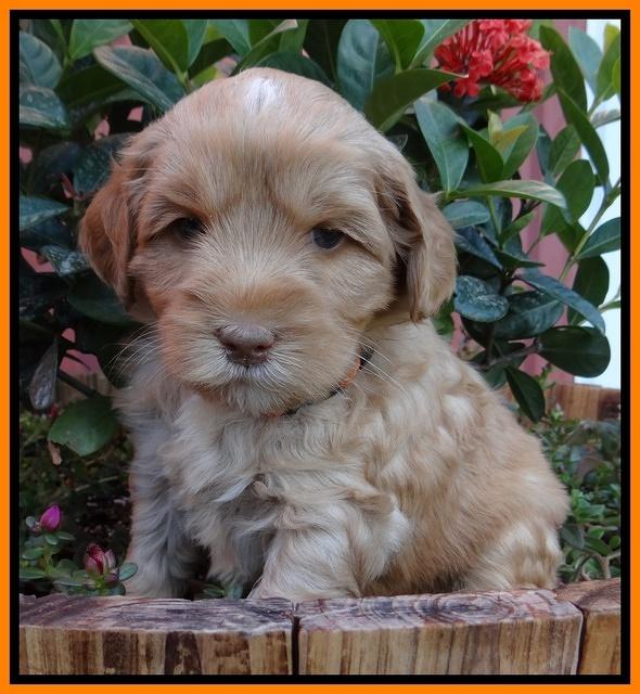 Cherie Blaze pups 5 wks old 381