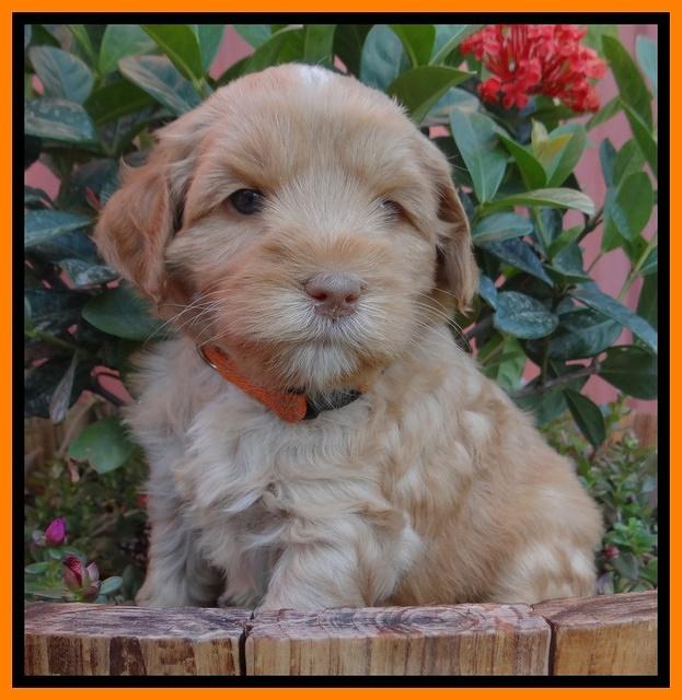 Cherie Blaze pups 5 wks old 391