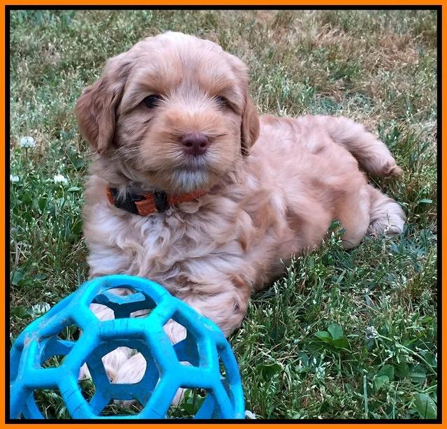 Cherie Blaze pups 6 weeks old 261