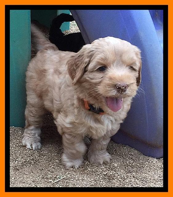 Cherie Blaze pups 6 weeks old 281