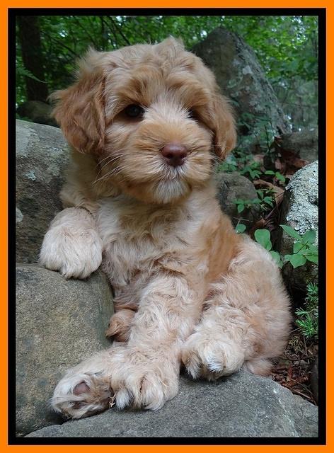 Cherie Blaze pups 8 wks old 61