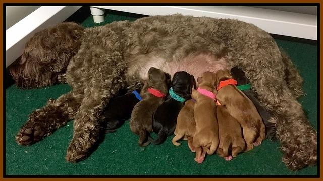 Cherie Blaze newborn group 1