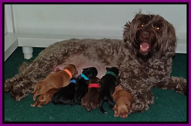 Cherie Blaze newborn