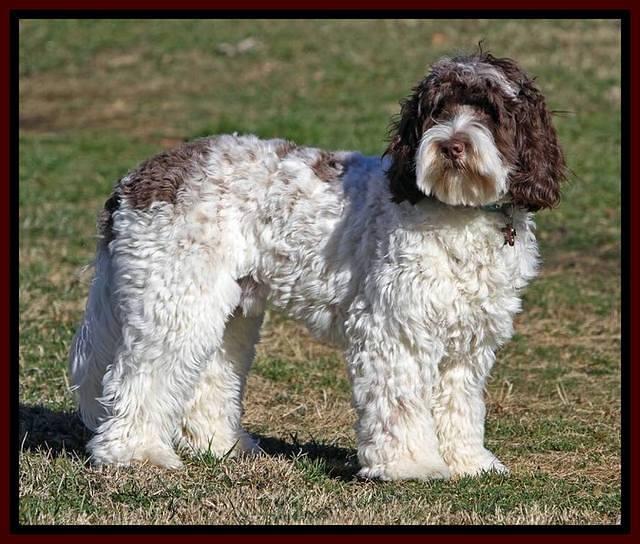 Duke Stand stacked 1 year old