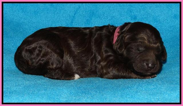 Coco Duke pups 1 wk old 31