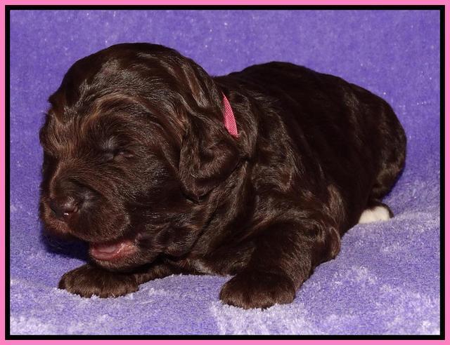 Coco Duke pups 2 wks old 21