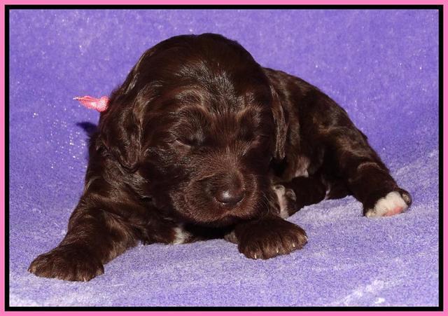 Coco Duke pups 2 wks old 31