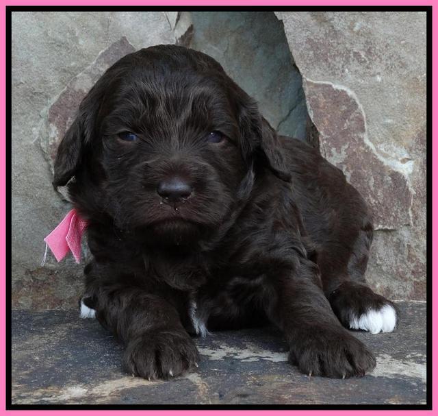 Coco Duke pups 3 wks old 11