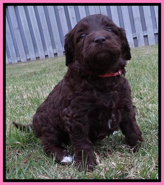 Coco Duke pups 4 wks old 11