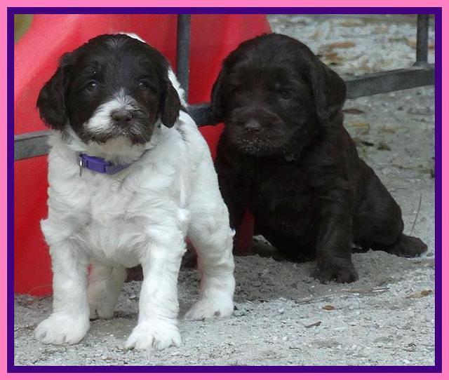 Coco Duke pups 4 wks old 321