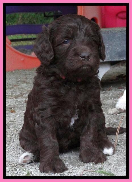 Coco Duke pups 5 wks old 51