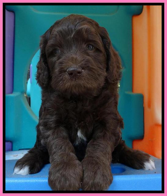 Coco Duke pups 5 wks old 61