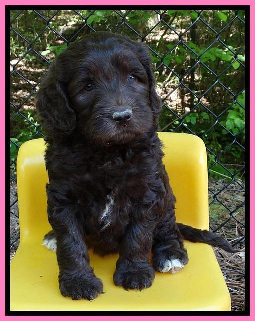 Coco Duke pups 6 wks old 11