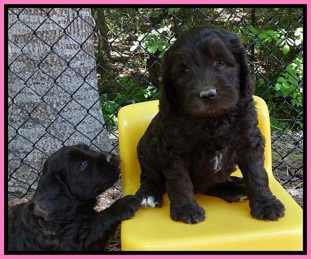 Coco Duke pups 6 wks old 41