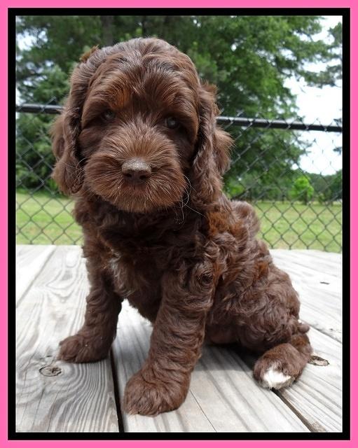 Coco Duke pups 7 wks old 51