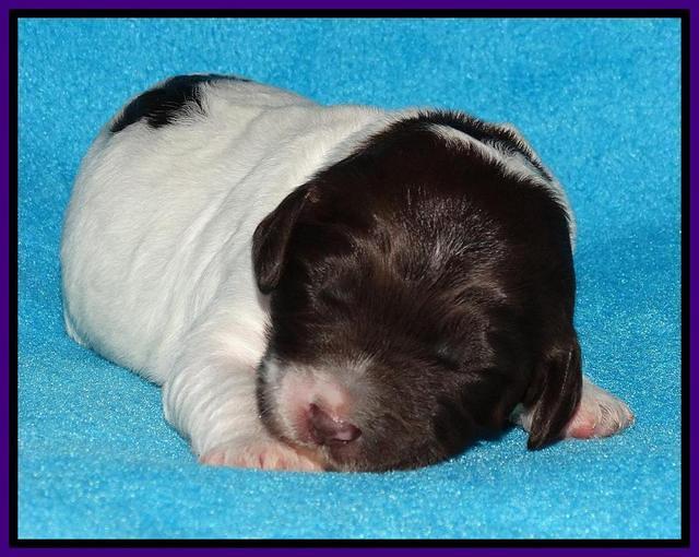 Coco Duke pups 1 wk old 51