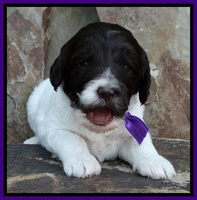 Coco Duke pups 3 wks old 31