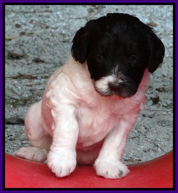 Coco Duke pups 4 wks old 71