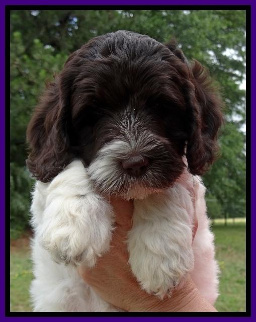 Coco Duke pups 7 wks old 61