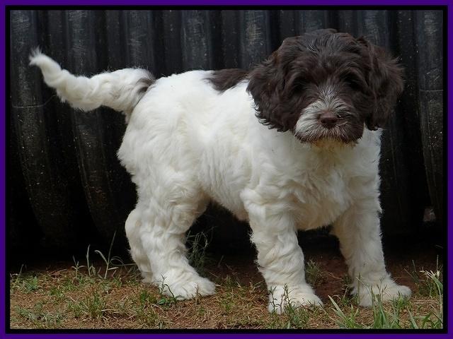 Coco Duke pups 7 wks old 81