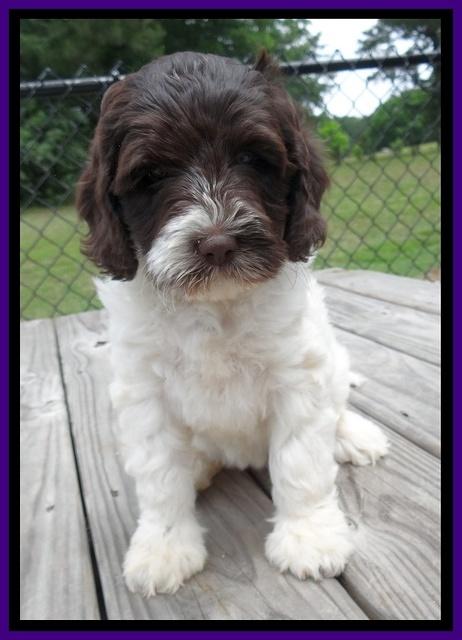 Coco Duke pups 7 wks old 91