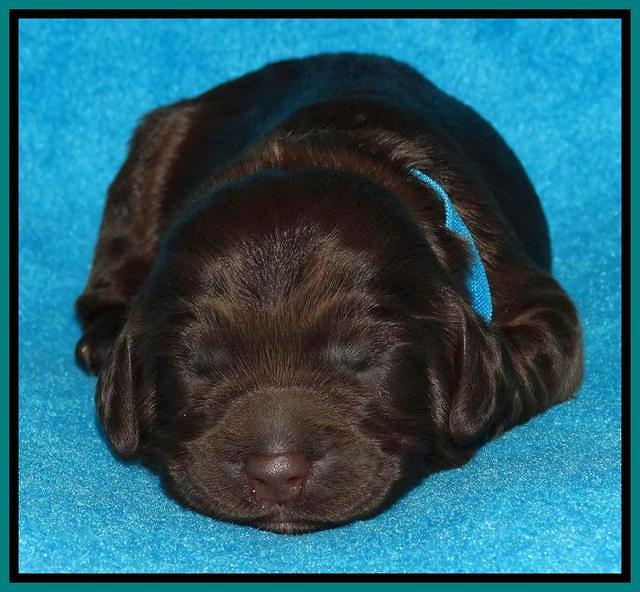 Coco Duke pups 1 wk old 71