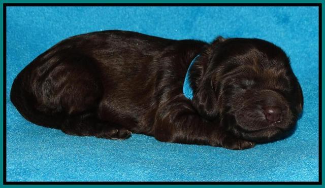 Coco Duke pups 1 wk old 81