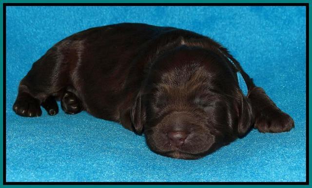 Coco Duke pups 1 wk old 91